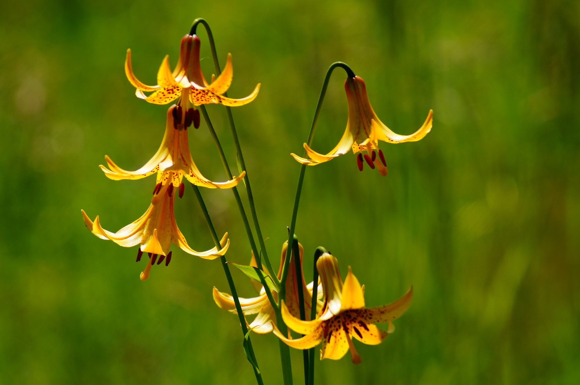 Canada lily (Lilium canadense) cluster of yellow lilies